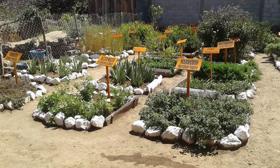 Q'omaneel Plantas Medicinales