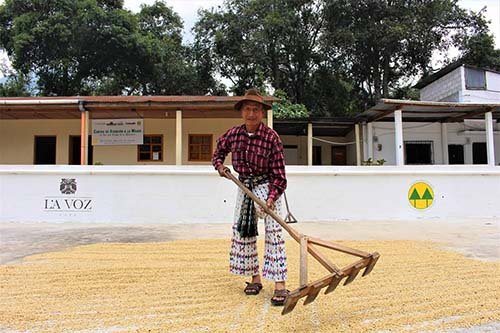Coffee drying at the La voz cooperative
