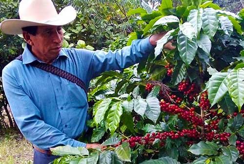 Fruit of the Coffee The voice