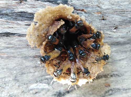 Abejas Mayas, San Juan La Laguna